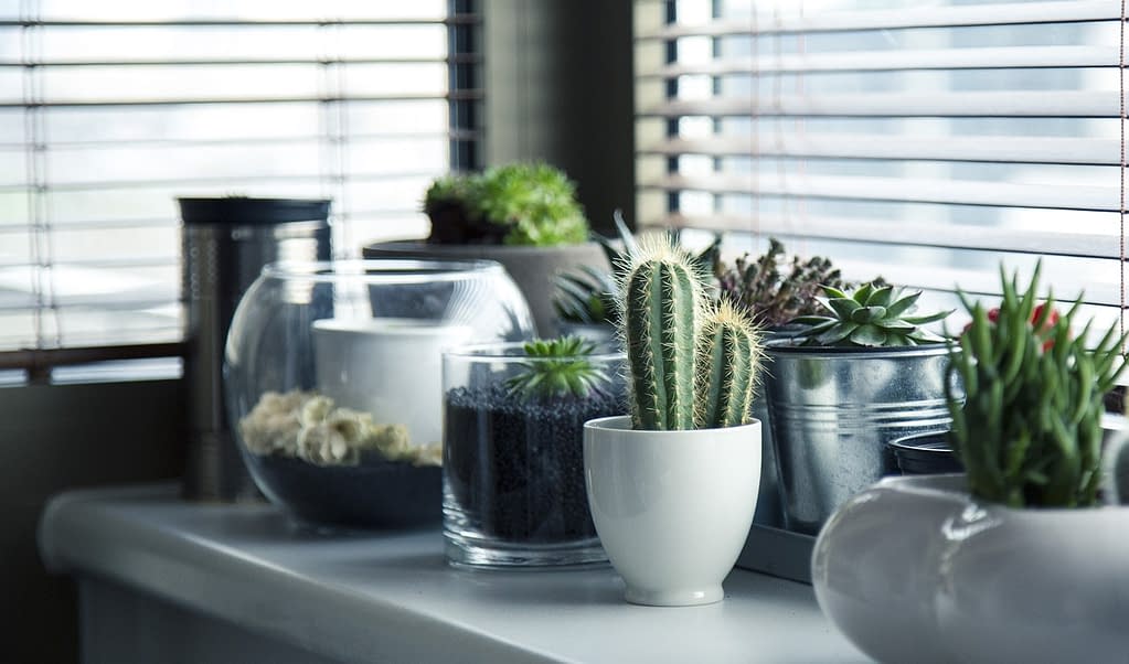 Want to grow plants Indoor? 6 Tips for Growing Houseplants