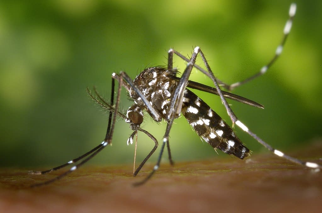 Dengue fever rising in cases in the Mediterranean countries. Should you be worried?