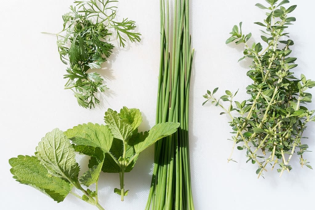 Top 10 Medicinal Herbs to Grow Indoors
