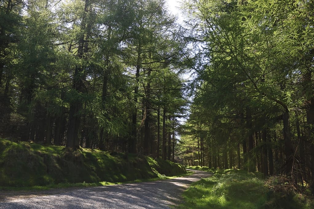 Reforest Nation & Irish Sikh environmental activists to plant 10,000 trees