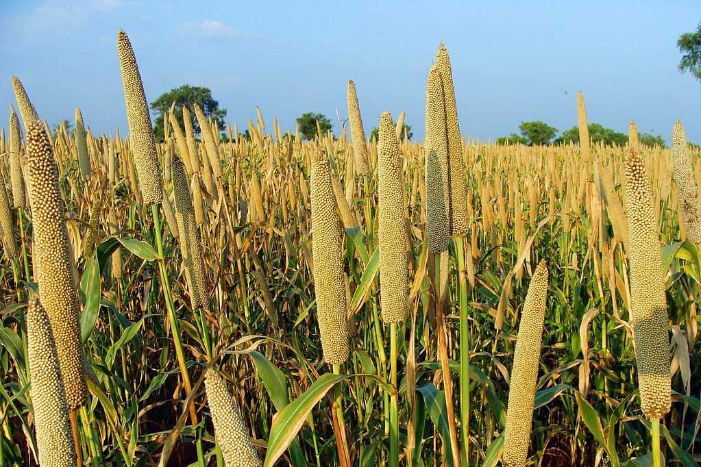 What is Millet? What are the Health Benefits of Millet?