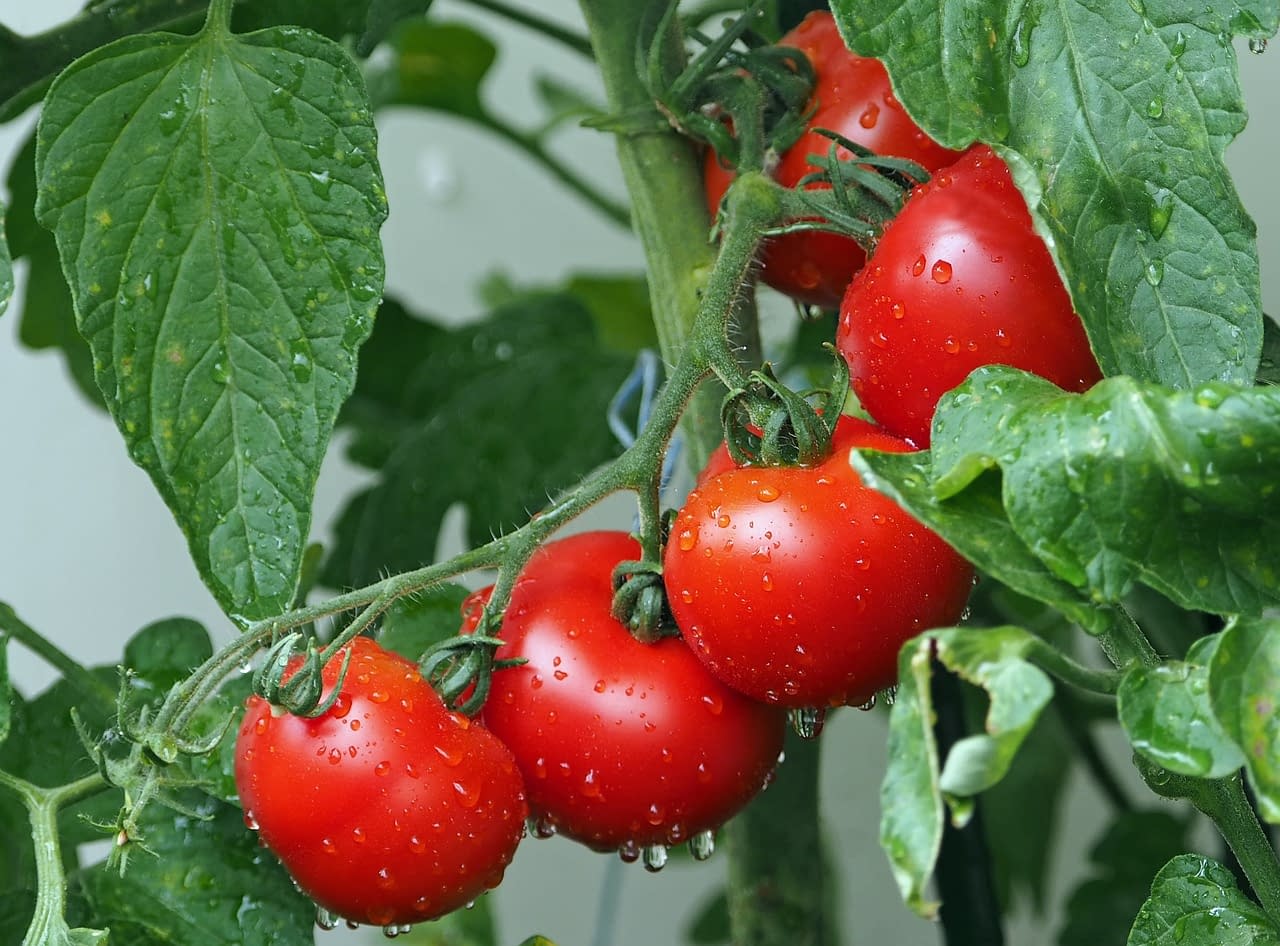 tomatoes seeds to plant in April